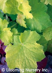 Heuchera villosa 'Pistache'